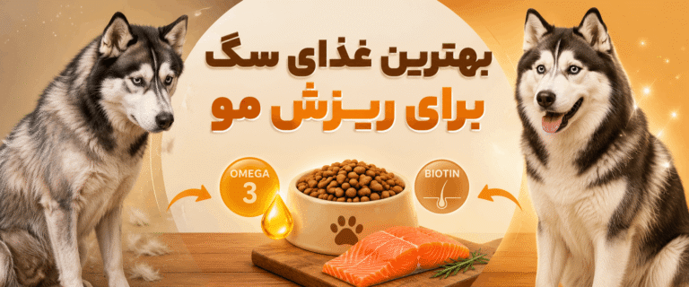 بهترین غذای سگ برای ریزش مو چیست؟