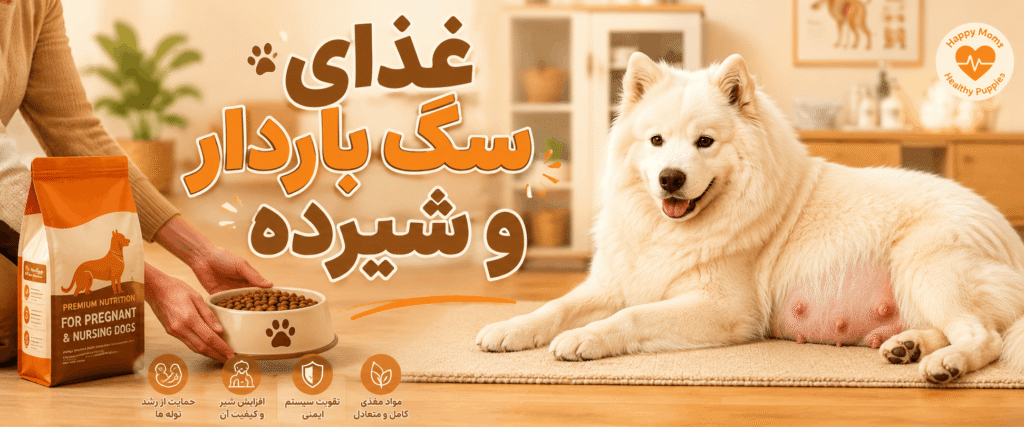 غذای سگ بادار