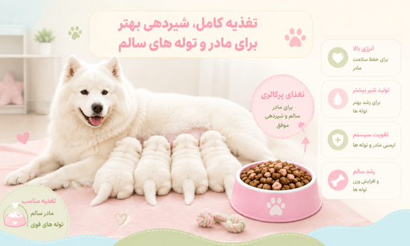 تغذیه سگ پس از زایمان
