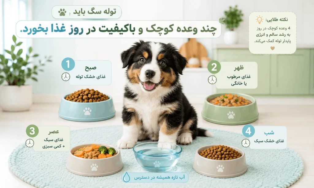 برنامه غذایی توله سگ