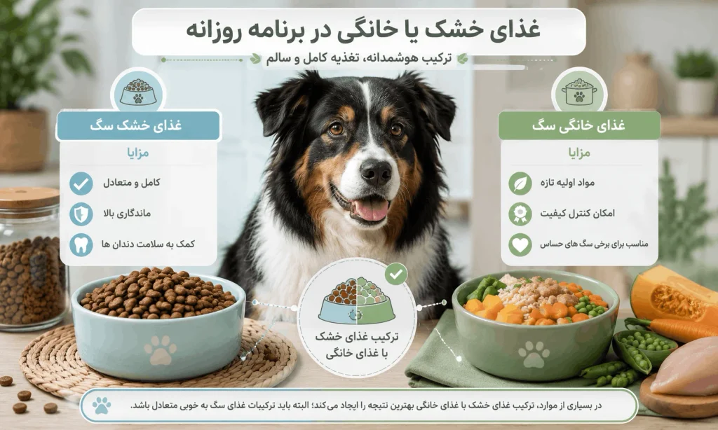 غذای خشک یا خانگی برای غذای سگ 