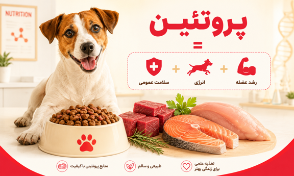 غذای سگ پروتئینی