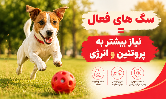 سگ فعال چقدر به پروتئین نیاز دارد؟

