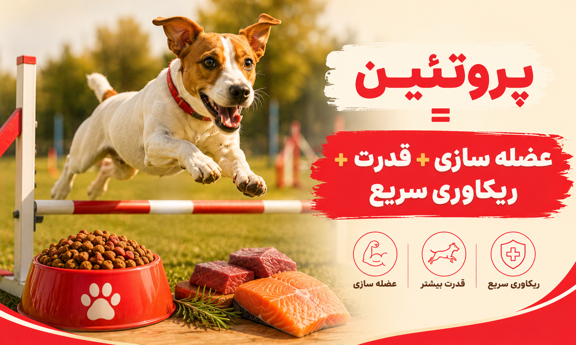 نقش پروتئین در عضله سازی سگ