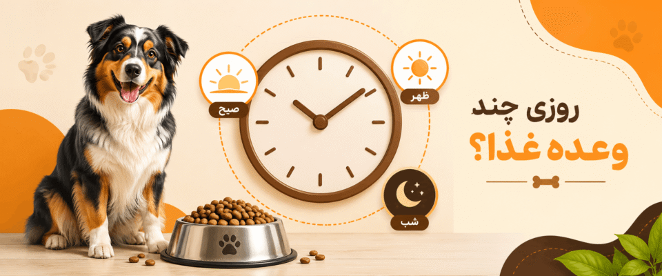 چند وعده غذا در روز به سگ بدهیم؟