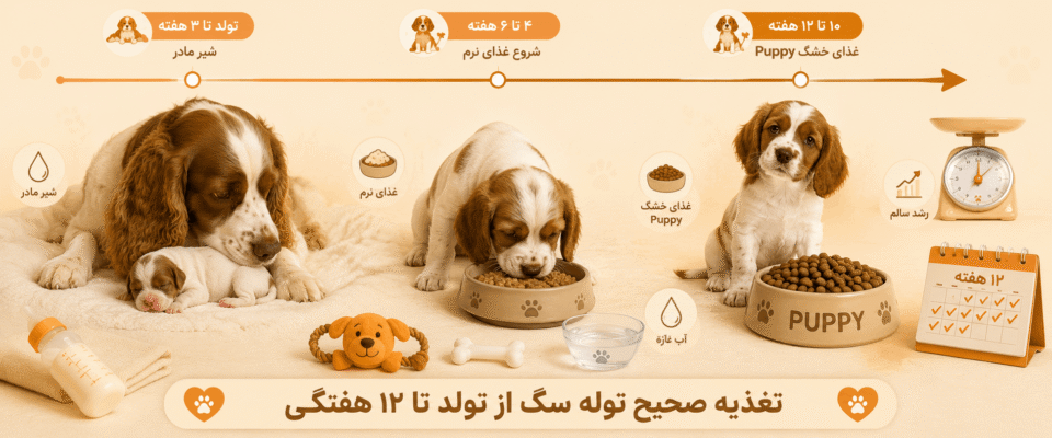 غذای توله سگ از بدو تولد تا ۱۲ هفتگی