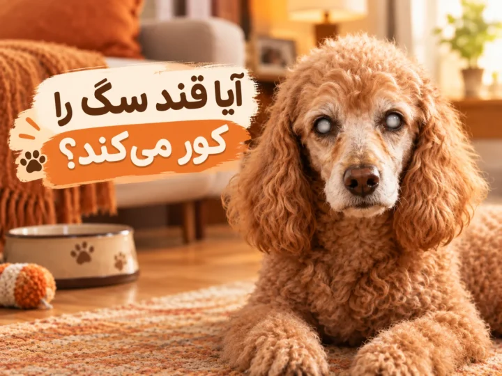 آیا قند سگ را کور می کند؟ رابطه دیابت و کوری در سگ ها