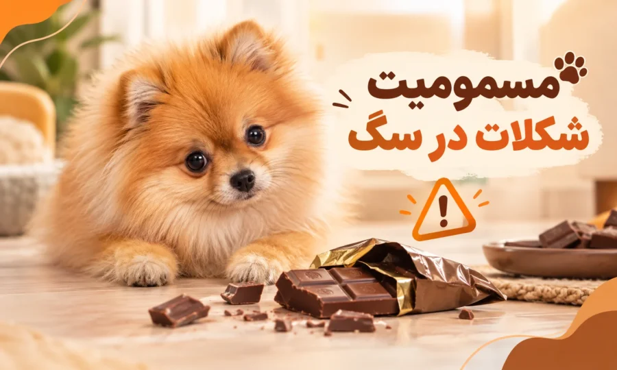 مسمومیت شکلات در سگ؛ علائم، اقدامات فوری، درمان و میزان خطر انواع شکلات