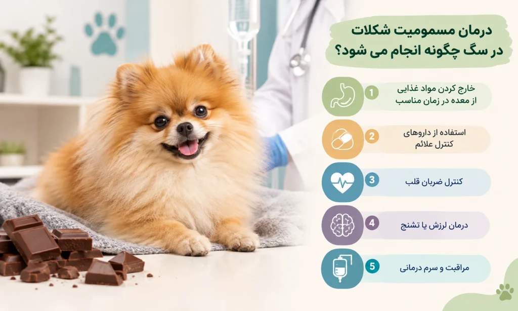 درمان مسمومیت شکلات در سگ چگونه انجام می شود؟