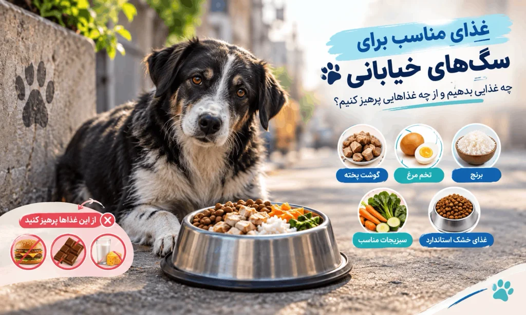 غذای مناسب سگ های خیابانی