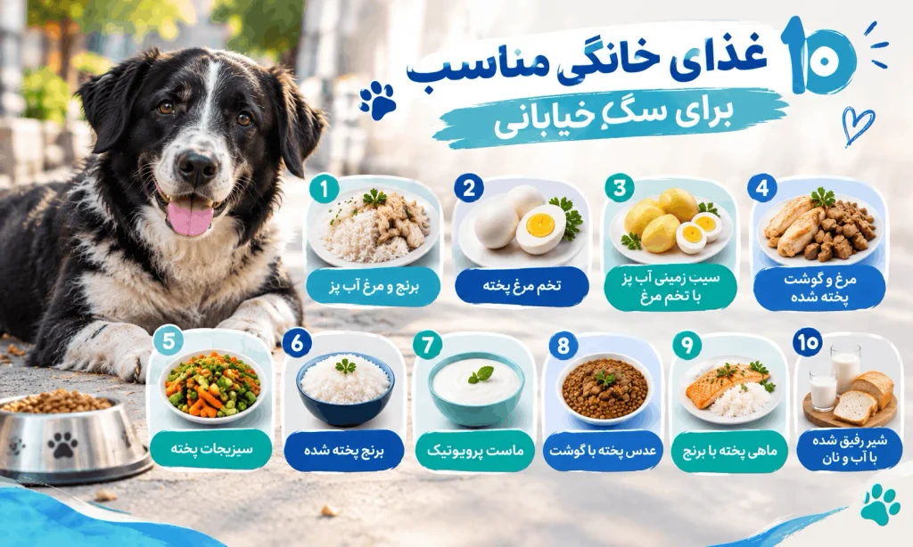 10 غذای خانگی مناسب برای سگ خیابانی