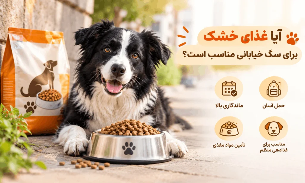 آیا غذای خشک برای سگ خیابانی مناسب است؟
